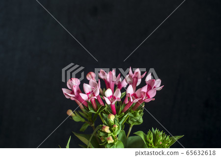 布巴里亞 65632618