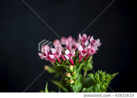 布巴里亞 65632619