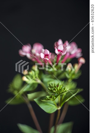 布巴里亞 65632620