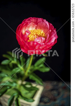 Red peony drug Red peony drug 65632723