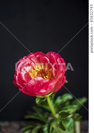 Red peony drug Red peony drug 65632743