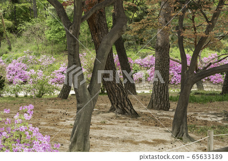 Azaleas 65633189