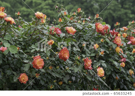 玫瑰 玫瑰 65633245