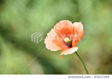 Nagami hinagishi 65633369