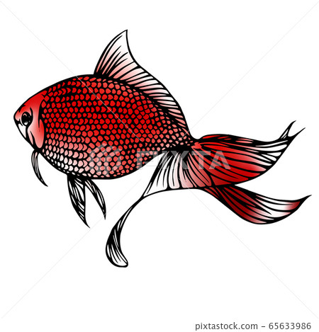 金魚柳金圖 65633986