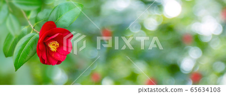 Red camellia japanese semi-double form flower Red camellia japanese semi-double form flower 65634108