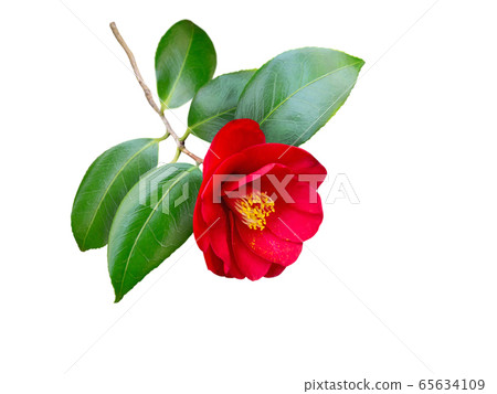 Red camellia japanese branch with flower isolated 65634109