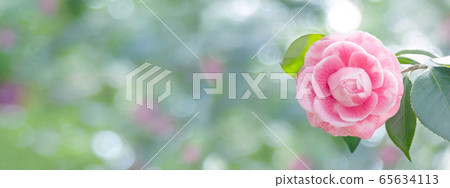 Pale pink camellia japanese rose form flower 65634113