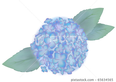 hydrangea hydrangea 65634565