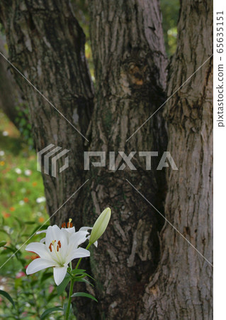 Shirayuri Shirayuri 65635151