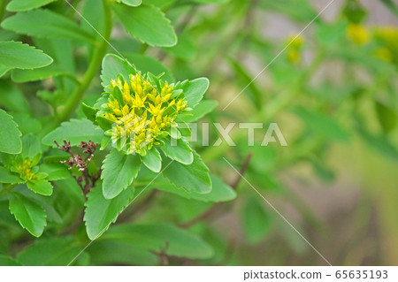 小黃色長頸鹿花 65635193