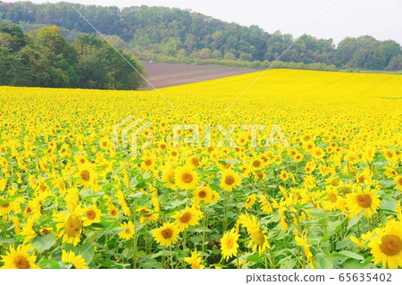 Hokkaido Chitose City Palette Hill Sunflowers Hokkaido Chitose City Palette Hill Sunflowers 65635402