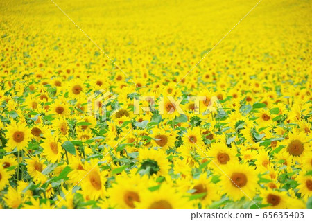 Chitose City, Hokkaido Palette Hill Chitose City, Hokkaido Palette Hill 65635403