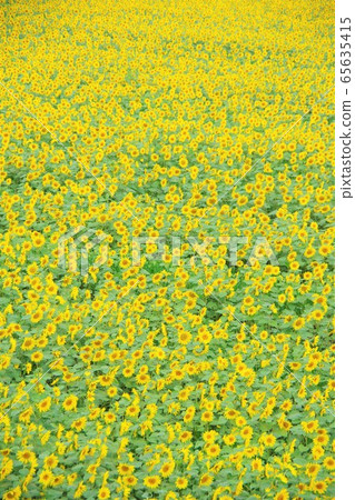 北海道千歲市調色板山嚮日葵 北海道千歲市調色板山嚮日葵 65635415