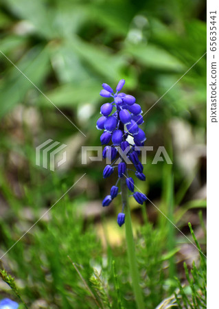 May Muscari violet flower May Muscari violet flower 65635441
