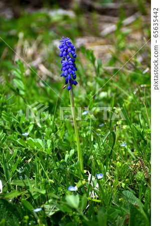 可能穆斯卡里紫羅蘭花 65635442