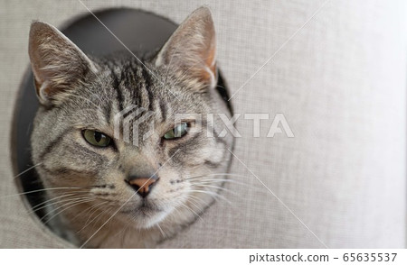 Sabatra cat, a cat that emerges from the cat tower 65635537