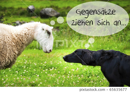 Dog Meets Sheep, Gegensaetze Ziehen Sich An Means Dog Meets Sheep, Gegensaetze Ziehen Sich An Means 65635677