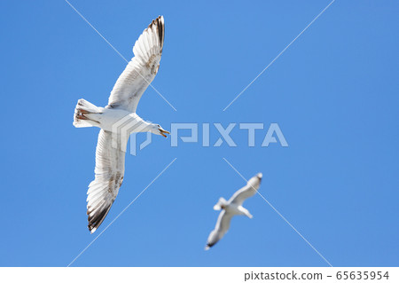 Two screaming gulls in the sky a bird flies against the blue sky. Two screaming gulls in the sky a bird flies against the blue sky. 65635954
