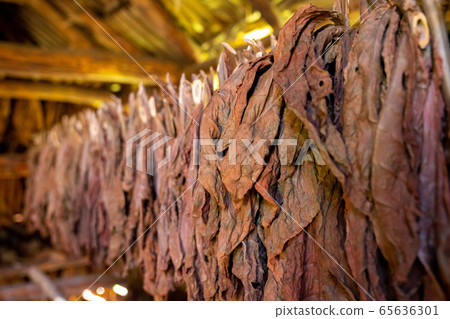 Tobacco drying, inside a shed or barn for drying 65636301