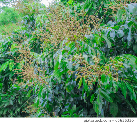 Longan that started fruiting It is a tropical fruit that is edible. It originated in Asia. Longan that started fruiting It is a tropical fruit that is edible. It originated in Asia. 65636330