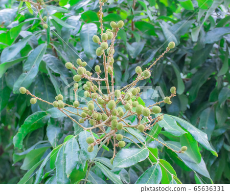 Longan that started fruiting It is a tropical fruit that is edible. It originated in Asia. Longan that started fruiting It is a tropical fruit that is edible. It originated in Asia. 65636331