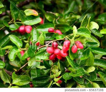 Carunda fruit herb in Thailand Carunda fruit herb in Thailand 65637108