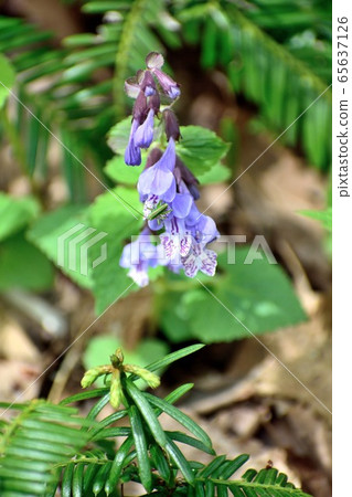 May Rashomon Kazura light purple flower May Rashomon Kazura light purple flower 65637126