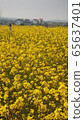 Rape flowers in Jeju Island 65637401