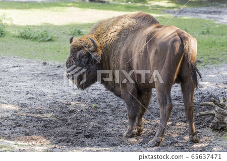 Big shaggy aurochs Big shaggy aurochs 65637471