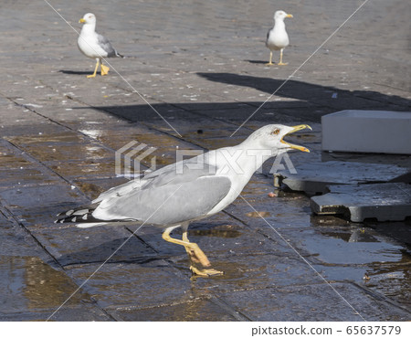 Screaming seagull walks on the area Screaming seagull walks on the area 65637579