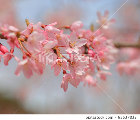 Cherry Blossoms Cherry Blossoms 65637832