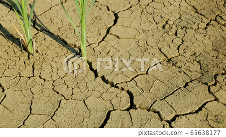 Cracks drought pond lake wetland, swamp very drying up the soil crust earth climate change, environmental disaster and earth cracked very, death for plants and animals, soil dry degradation 65638177