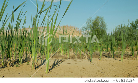 Cracked drought pond lake wetland, swamp very drying up the soil crust earth climate change, environmental disaster and earth cracks very, death for plants and animals, soil dry degradation 65638184