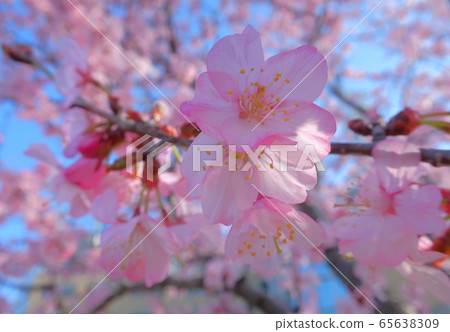 櫻桃樹 65638309