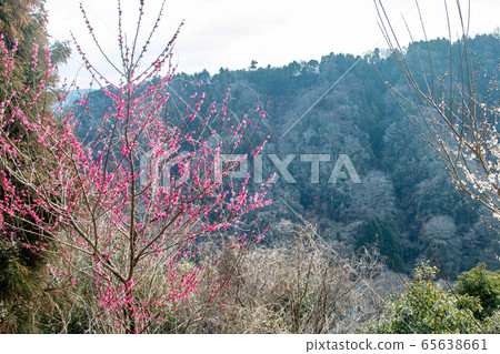日本梅花風景 日本梅花風景 65638661