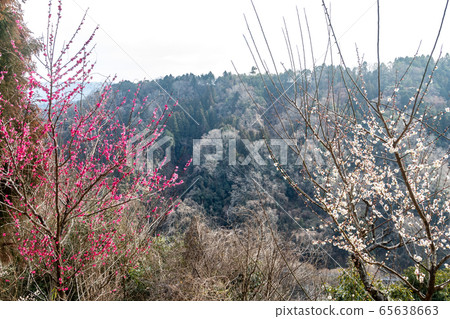 日本梅花風景 日本梅花風景 65638663