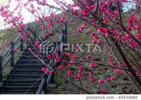日本梅花風景 日本梅花風景 65638666