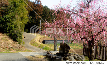 日本梅花風景 日本梅花風景 65638667