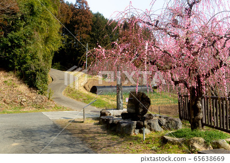 日本梅花風景 日本梅花風景 65638669