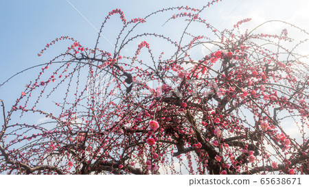 日本梅花風景 日本梅花風景 65638671