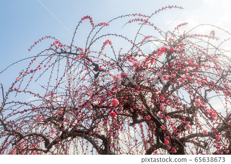 日本梅花風景 日本梅花風景 65638673