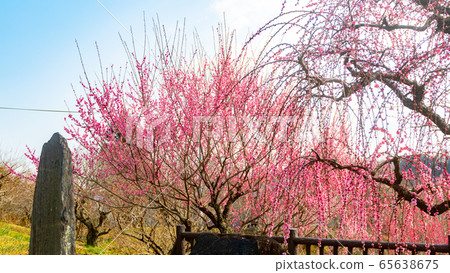 日本梅花風景 日本梅花風景 65638675