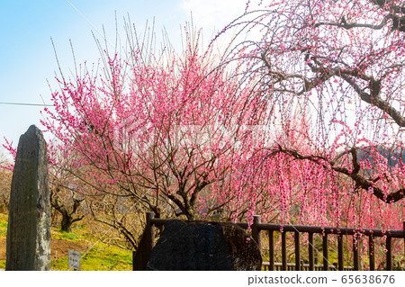 Japanese plum blossom landscape Japanese plum blossom landscape 65638676
