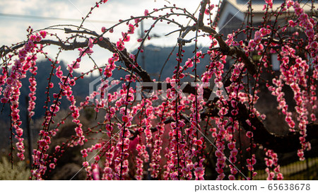 Japanese plum blossom landscape Japanese plum blossom landscape 65638678