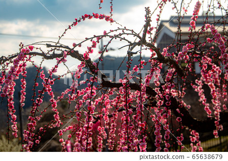 Japanese plum blossom landscape Japanese plum blossom landscape 65638679