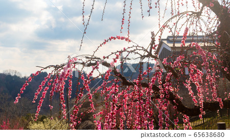 Japanese plum blossom landscape Japanese plum blossom landscape 65638680
