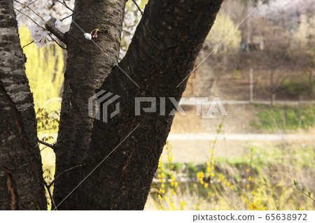 櫻花2020年春季1 櫻花2020年春季1 65638972