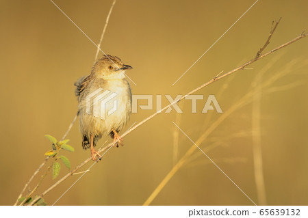 Zitting cisticola with catchlight on dry branch Zitting cisticola with catchlight on dry branch 65639132