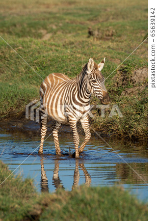 Young plains zebra walks through shallow stream Young plains zebra walks through shallow stream 65639142